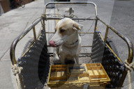 Members Of The Lomitos Club Collective In Mexico City Offer Help This Holy Thursday To Don José's Pack Of Dogs