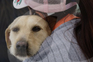 Members Of The Lomitos Club Collective In Mexico City Offer Help This Holy Thursday To Don José's Pack Of Dogs