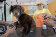 Members Of The Lomitos Club Collective In Mexico City Offer Help This Holy Thursday To Don José's Pack Of Dogs