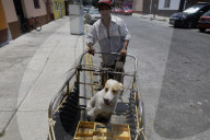 Members Of The Lomitos Club Collective In Mexico City Offer Help This Holy Thursday To Don José's Pack Of Dogs