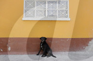 Members Of The Lomitos Club Collective In Mexico City Offer Help This Holy Thursday To Don José's Pack Of Dogs
