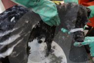 Members Of The Lomitos Club Collective In Mexico City Offer Help This Holy Thursday To Don José's Pack Of Dogs