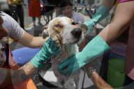 Members Of The Lomitos Club Collective In Mexico City Offer Help This Holy Thursday To Don José's Pack Of Dogs