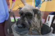 Members Of The Lomitos Club Collective In Mexico City Offer Help This Holy Thursday To Don José's Pack Of Dogs