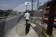 Members Of The Lomitos Club Collective In Mexico City Offer Help This Holy Thursday To Don José's Pack Of Dogs