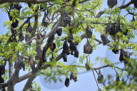 India Wildlife
