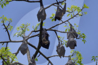 India Wildlife