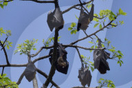 India Wildlife