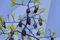 India Wildlife