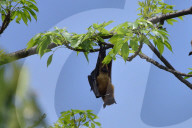 India Wildlife