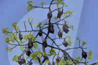 India Wildlife