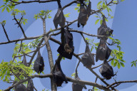 India Wildlife