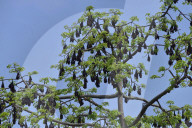India Wildlife