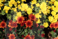 The 92nd Spring Flower Exhibition Opens In Cairo 