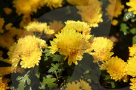 The 92nd Spring Flower Exhibition Opens In Cairo 