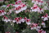 The 92nd Spring Flower Exhibition Opens In Cairo 