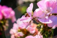 The 92nd Spring Flower Exhibition Opens In Cairo 