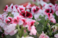 The 92nd Spring Flower Exhibition Opens In Cairo 