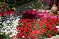The 92nd Spring Flower Exhibition Opens In Cairo 