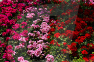 The 92nd Spring Flower Exhibition Opens In Cairo 