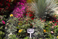 The 92nd Spring Flower Exhibition Opens In Cairo 