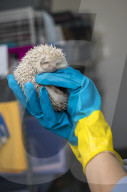 Wildlife Rehabilitation Centre in Malta