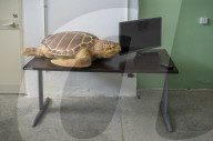 Wildlife Rehabilitation Centre in Malta