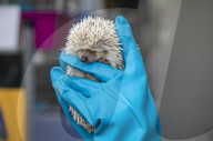 Wildlife Rehabilitation Centre in Malta