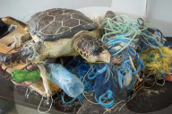 Wildlife Rehabilitation Centre in Malta