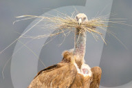 Geier mit Schnabel voller Gras