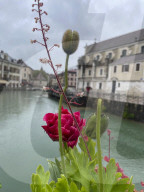 Annecy, Venice of the Alps