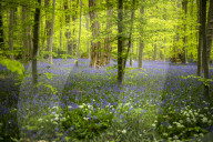 Spring Bluebell Bloom in the Forests of Huizingen, Belgium