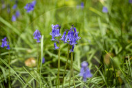 Spring Bluebell Bloom in the Forests of Huizingen, Belgium