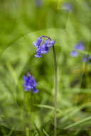 Spring Bluebell Bloom in the Forests of Huizingen, Belgium