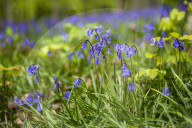 Spring Bluebell Bloom in the Forests of Huizingen, Belgium