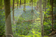 Spring Bluebell Bloom in the Forests of Huizingen, Belgium