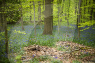 Spring Bluebell Bloom in the Forests of Huizingen, Belgium