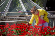 Tulips in full blossom in Kyiv’s Maidan Nezalezhnosti