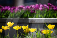 Tulips in full blossom in Kyiv’s Maidan Nezalezhnosti