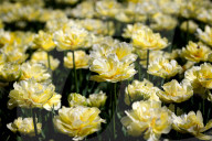 Tulips in full blossom in Kyiv’s Maidan Nezalezhnosti