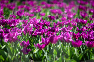 Tulips in full blossom in Kyiv’s Maidan Nezalezhnosti