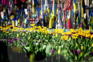 Tulips in full blossom in Kyiv’s Maidan Nezalezhnosti
