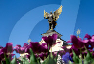 Tulips in full blossom in Kyiv’s Maidan Nezalezhnosti
