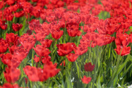 Tulips in full blossom in Kyiv’s Maidan Nezalezhnosti