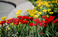 Tulips in full blossom in Kyiv’s Maidan Nezalezhnosti
