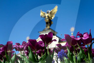 Tulips in full blossom in Kyiv’s Maidan Nezalezhnosti