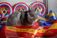 Run, rabbit, run - and then hop! Sydney's Royal Easter Show welcomes showjumping as you've never seen it.