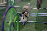 Run, rabbit, run - and then hop! Sydney's Royal Easter Show welcomes showjumping as you've never seen it.