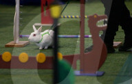 Run, rabbit, run - and then hop! Sydney's Royal Easter Show welcomes showjumping as you've never seen it.