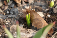 Spring Season In Toronto